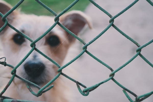 Container Kennel 